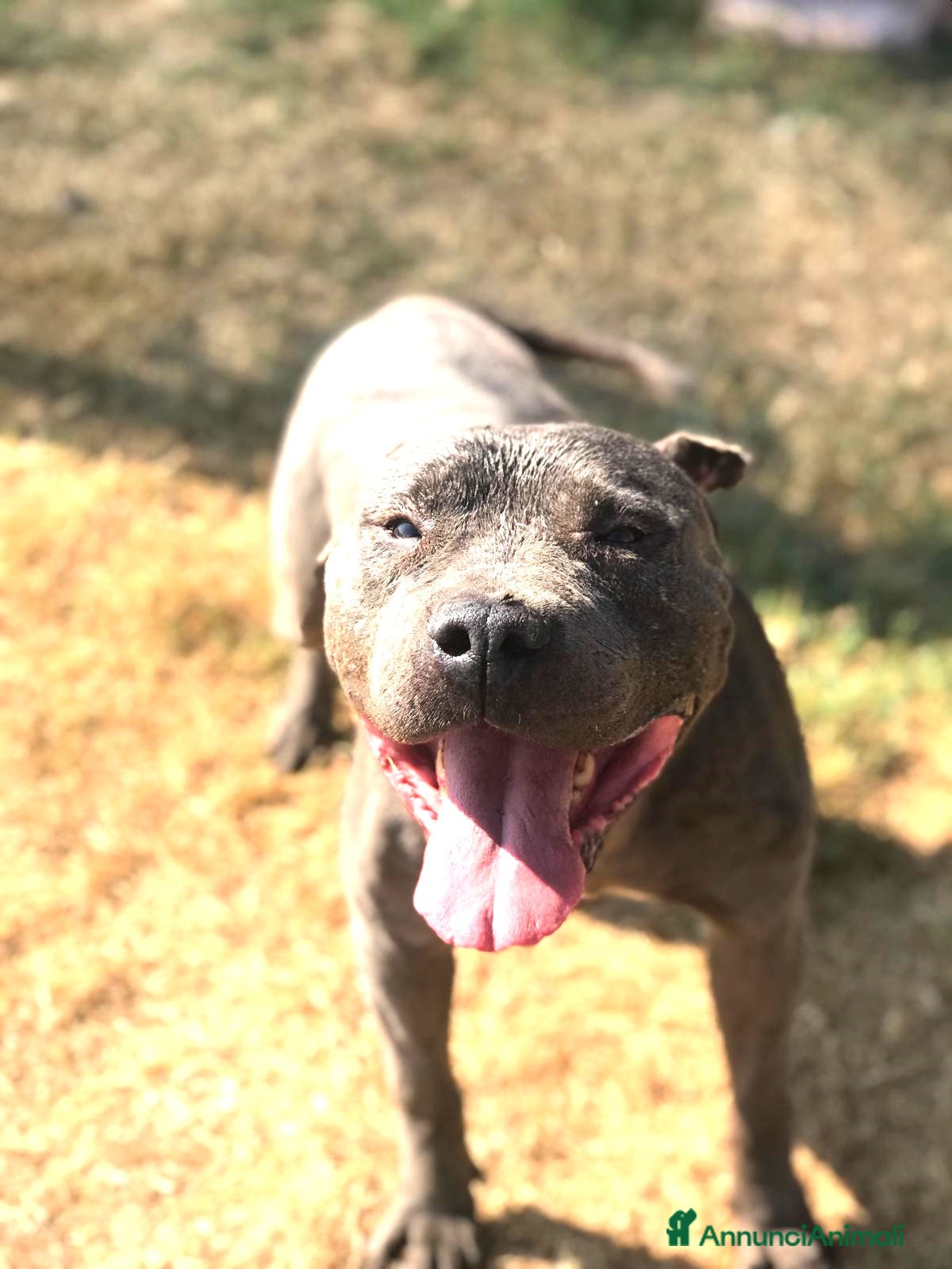 American Staffordshire cani Bambacione, nome adatto a lui ❤️ - Annuncio 1