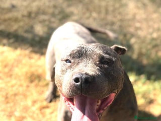 American Staffordshire cani Bambacione, nome adatto a lui ❤️ - Annuncio 4