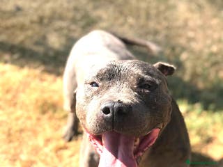 American Staffordshire cani Bambacione, nome adatto a lui ❤️ - Annuncio 1