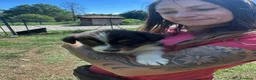 Australian Shepherd cani in vendita: Ultimo cucciolo di pastore australiano  - Annuncio 3