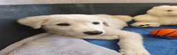 Meticcio cani in regalo: Tenero Romolo  - Annuncio 8