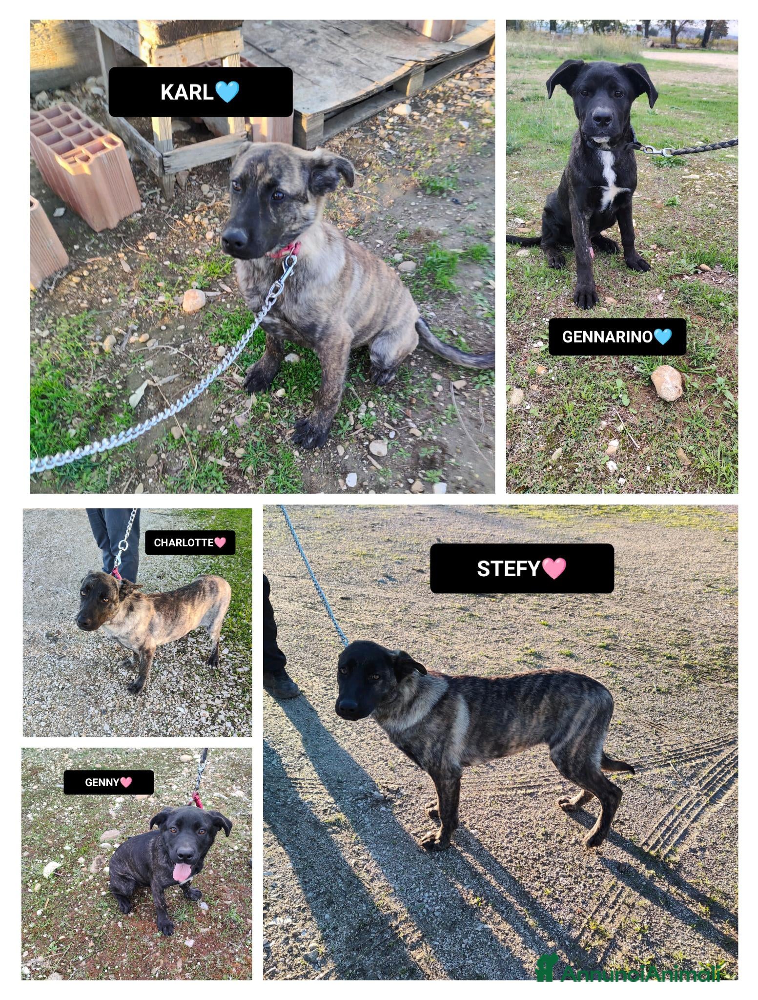 Altre razze cani KARL, STEFY, CHARLOTTE, GENNY E GENNARINO - Annuncio 8