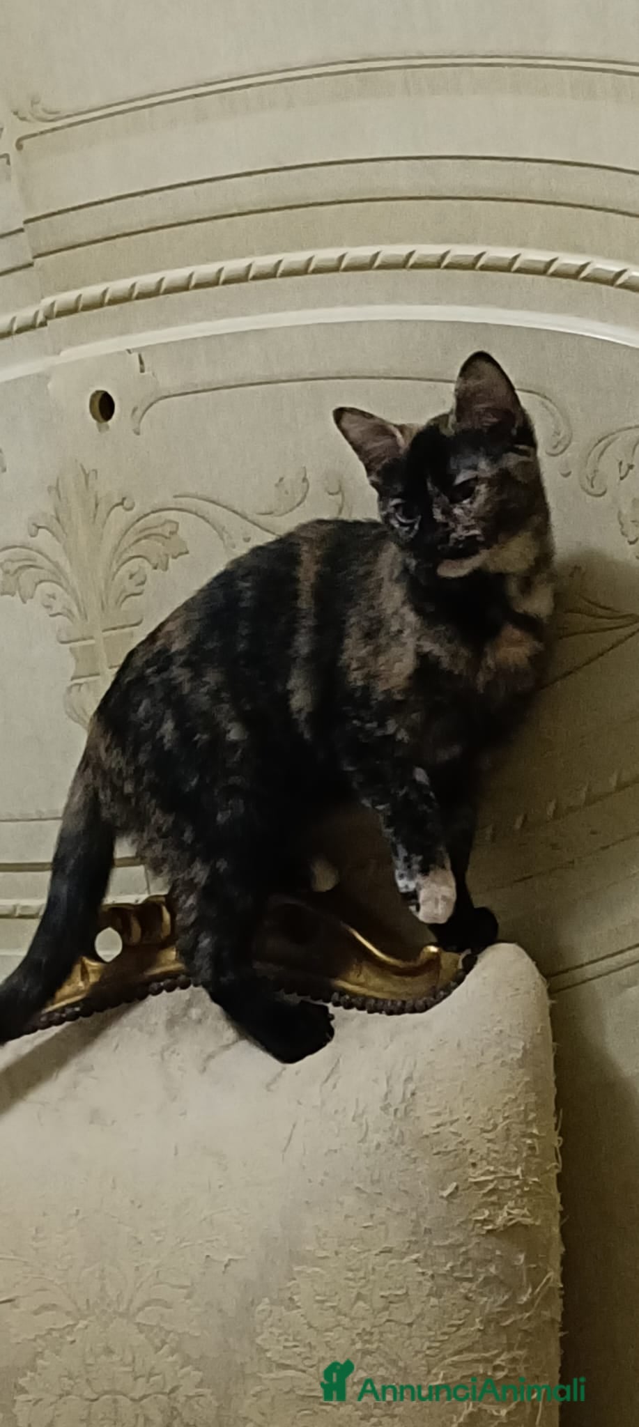 Altre razze gatti GATTINA - Annuncio 2