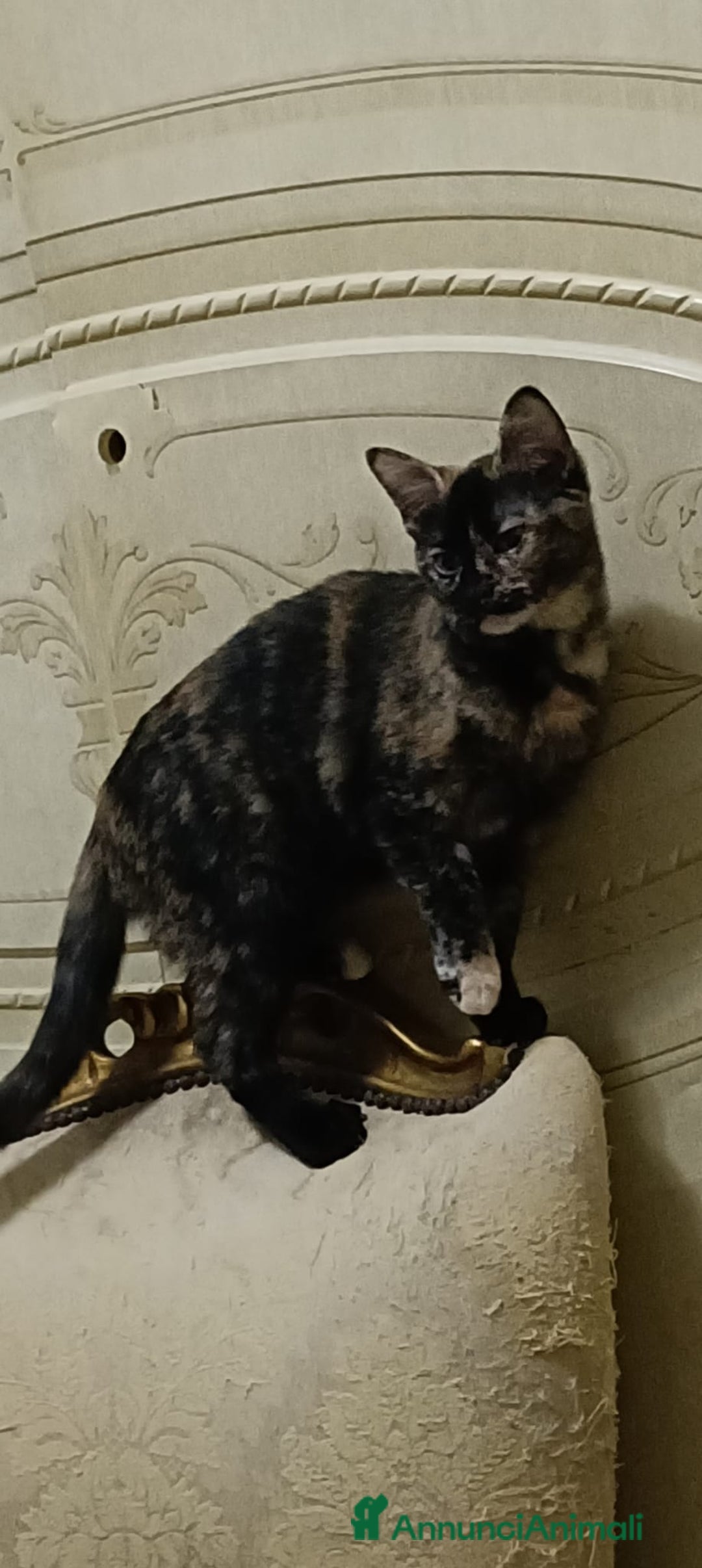 Altre razze gatti in regalo: GATTINA - Annuncio 2