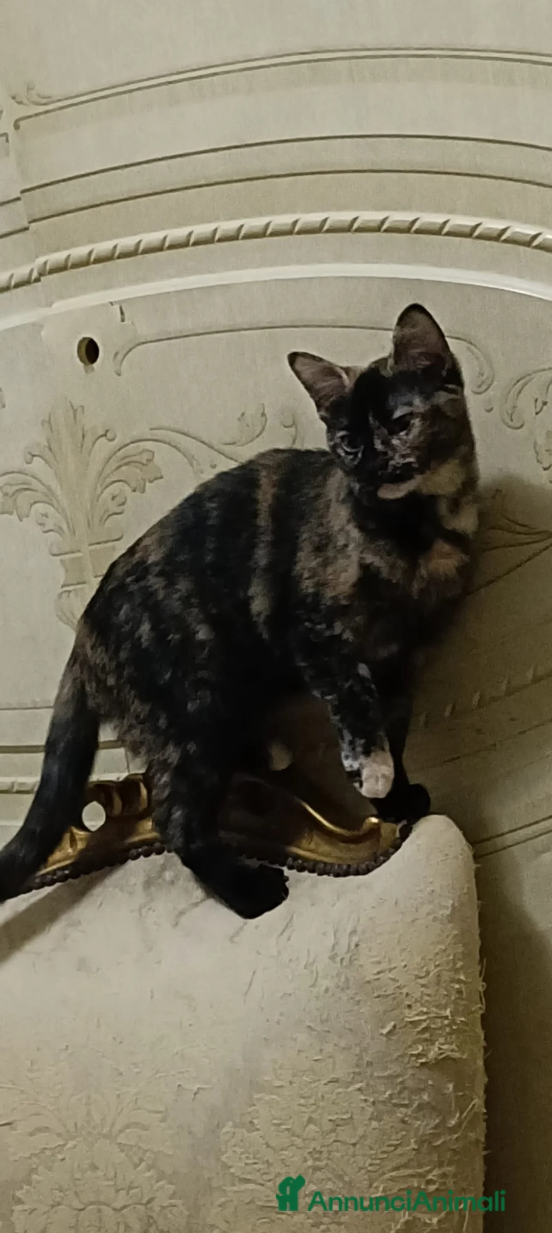 Altre razze gatti in regalo: GATTINA - Annuncio 2