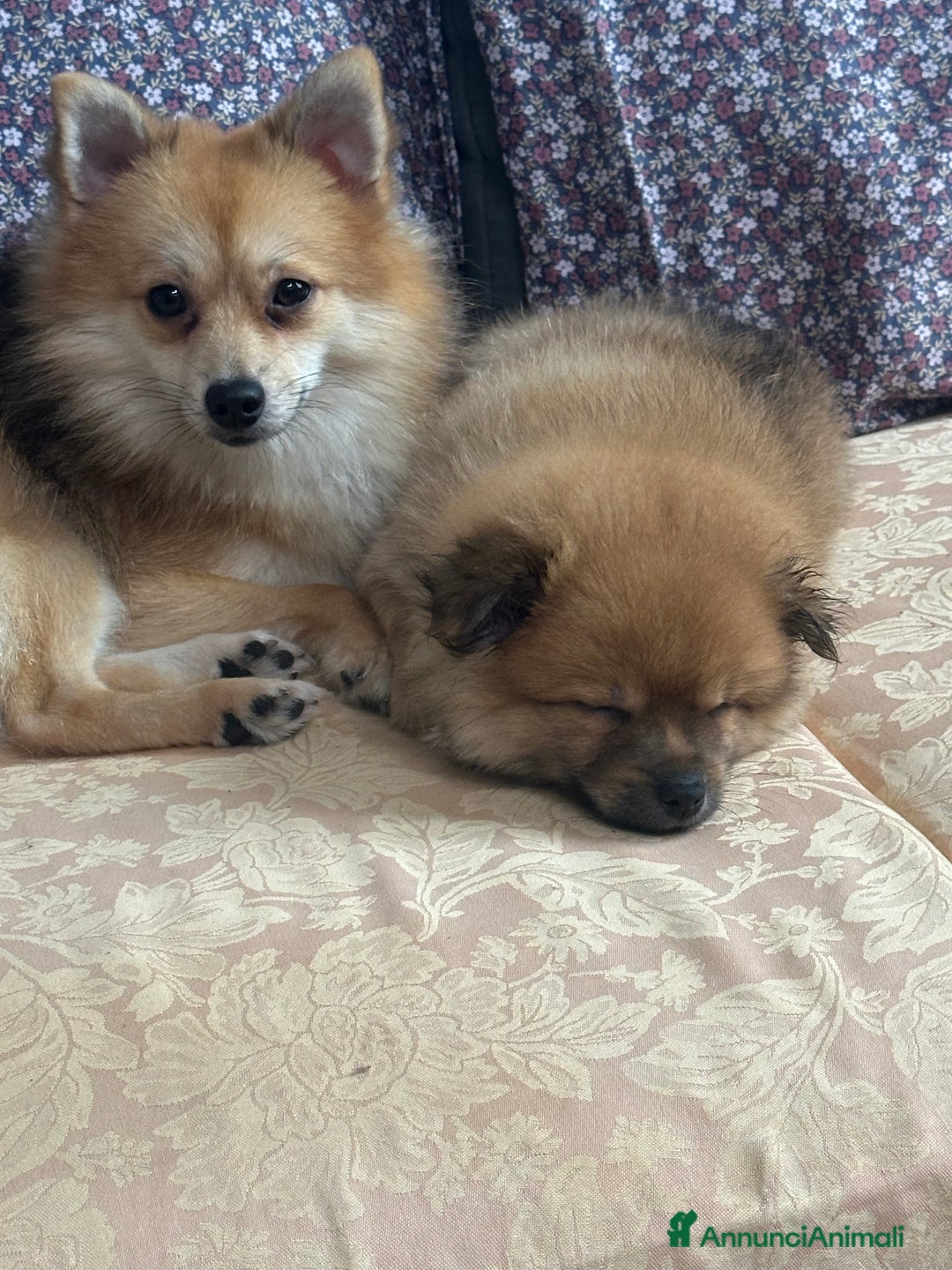 Volpino Pomerania cani in vendita: Cucciolo di Spitz  - Annuncio 4