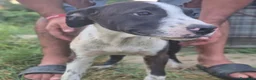 Meticcio cani in regalo: LISA 🩷 PEPERINA QUANTO BASTA 😊 a Provincia di Lucca - Annuncio 9