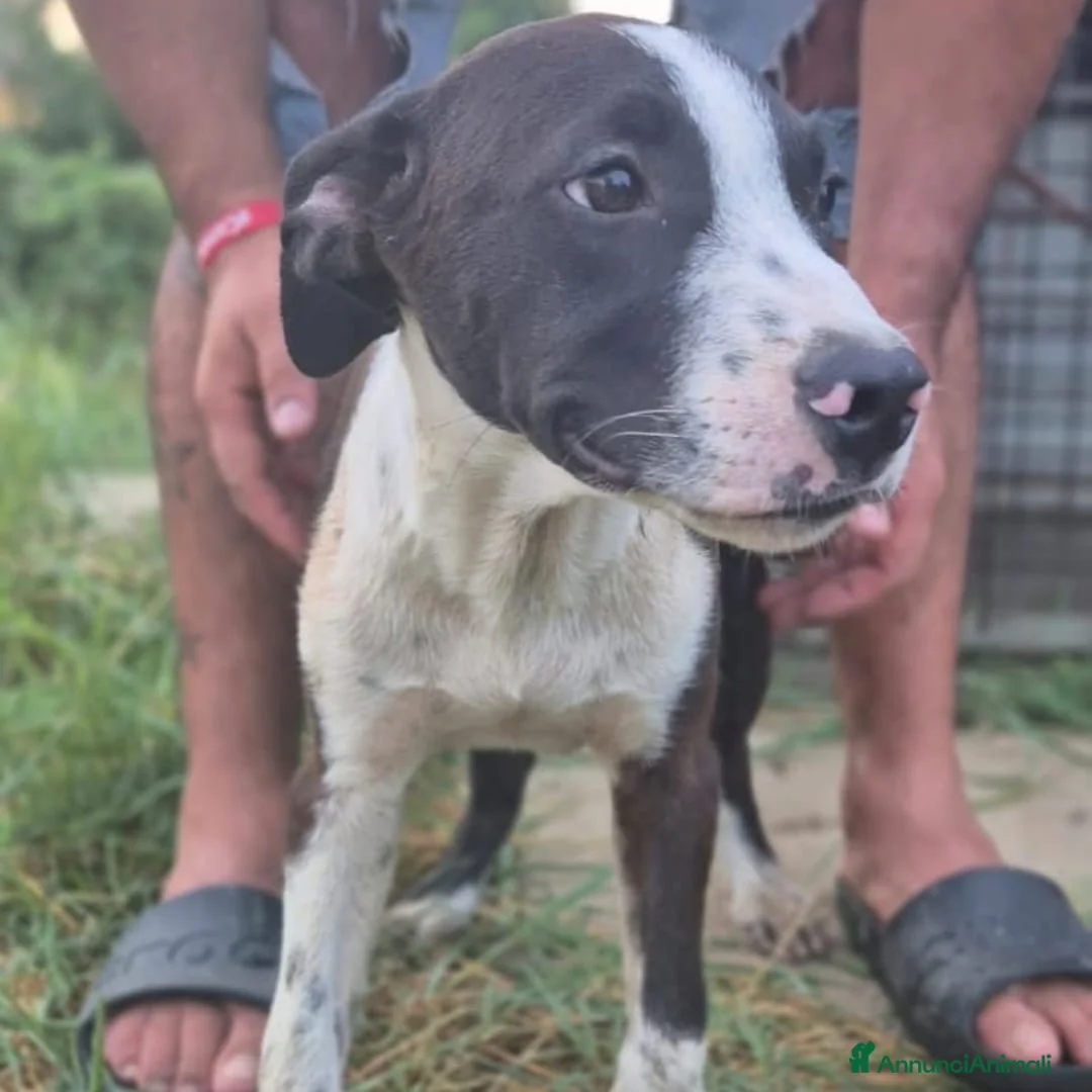 Meticcio cani in regalo: LISA 🩷 PEPERINA QUANTO BASTA 😊 a Provincia di Lucca - Annuncio 9