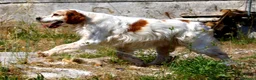 Meticcio cani in regalo: Bret in adozione - Annuncio 2