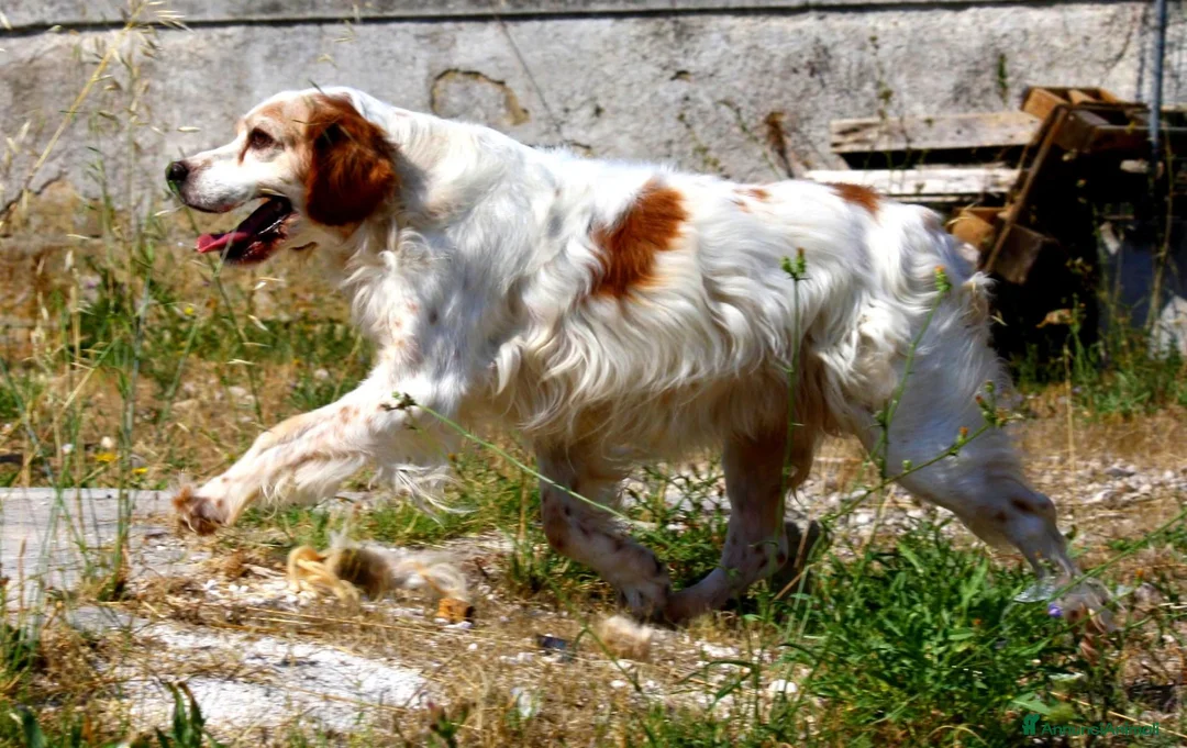 Meticcio cani in regalo: Bret in adozione - Annuncio 2