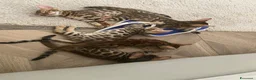 Bengala gatti in vendita: Gatto bengala a Libero consorzio comunale di Trapani - Annuncio 3