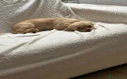Chihuahua cani in vendita: Chihuahua maschio pelo lungo a Provincia di Gorizia - Immagine 4