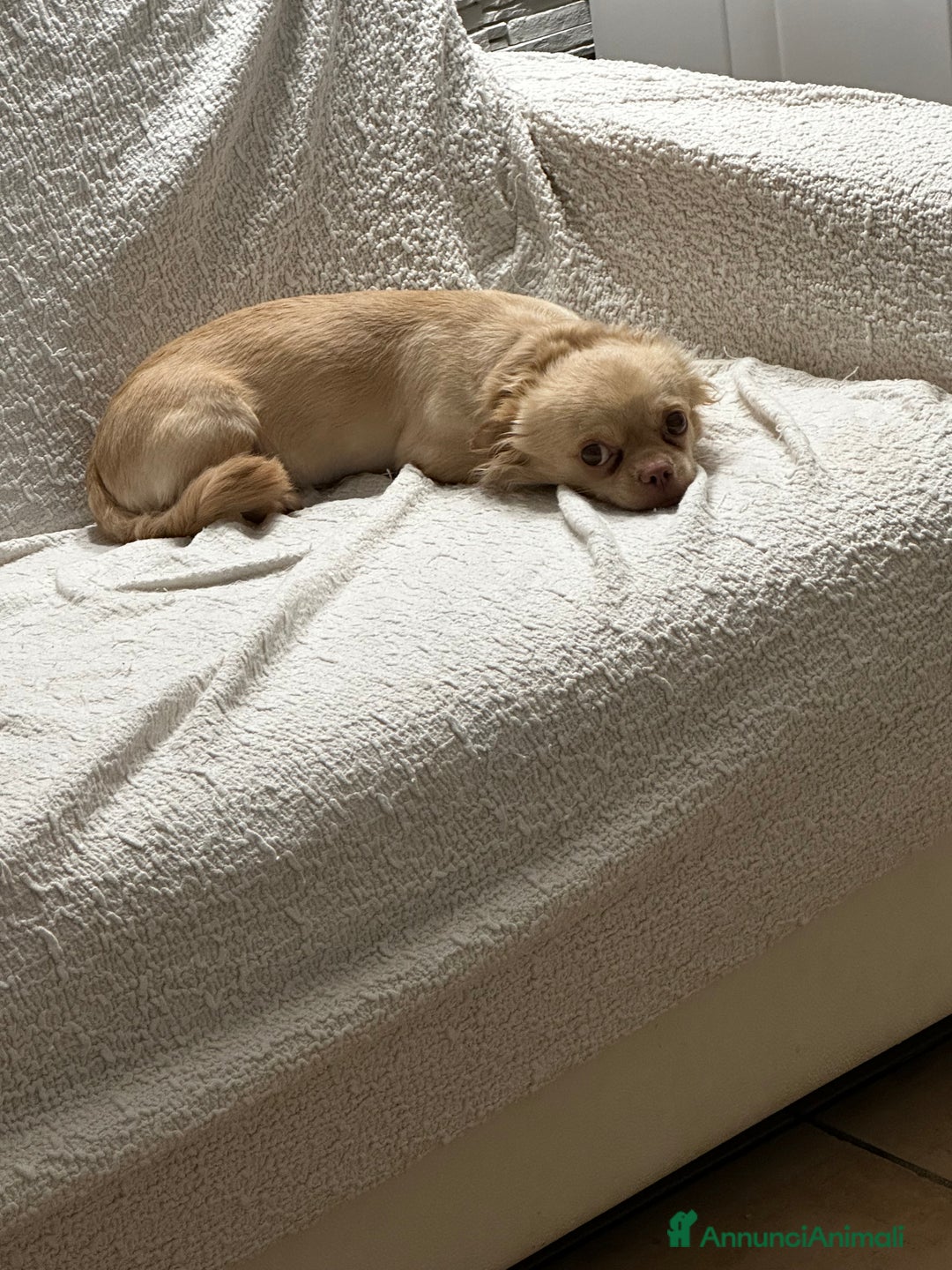 Chihuahua cani in vendita: Chihuahua maschio pelo lungo a Provincia di Gorizia - Immagine 4
