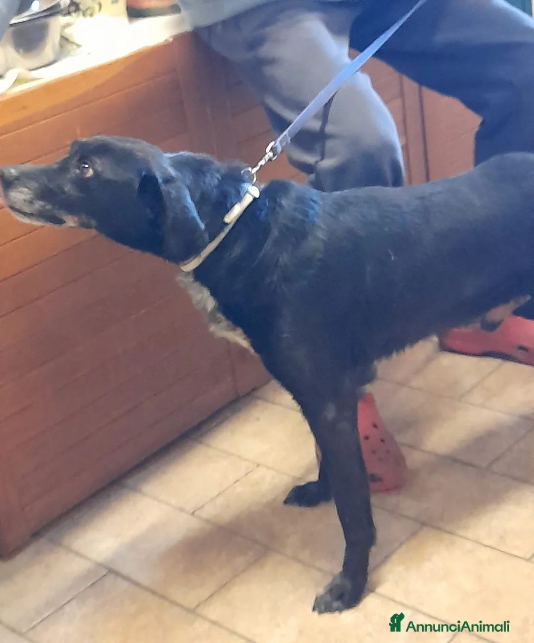 Meticcio cani in regalo: Mozart 6anni educato stava entrando in 1lager.TOSC - Annuncio 2