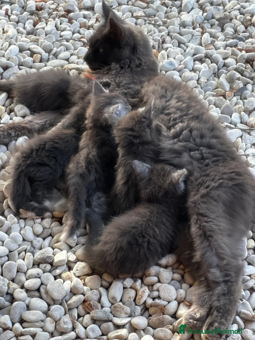 Maine Coon gatti in vendita: Cuccioli blue e blue tabby - Annuncio 8
