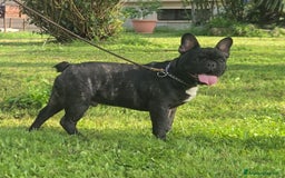 Bulldog Francese cani in vendita: Buldog Francese  - Immagine 2