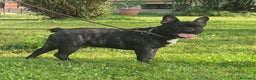 Bulldog Francese cani in vendita: Buldog Francese  - Annuncio 2