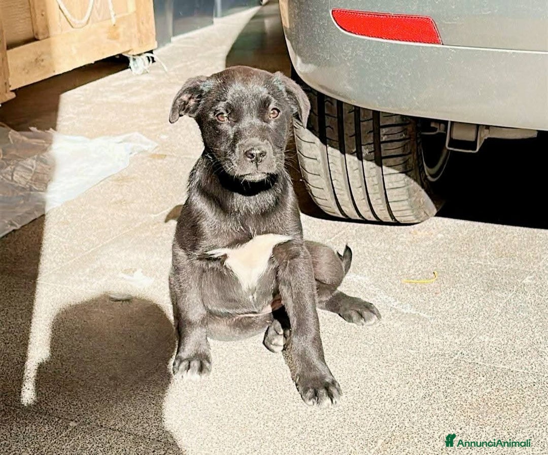 Pitbull cani in regalo: ADOZ.DEL CUORE: cuccioli rifugiati in un garage  - Annuncio 1