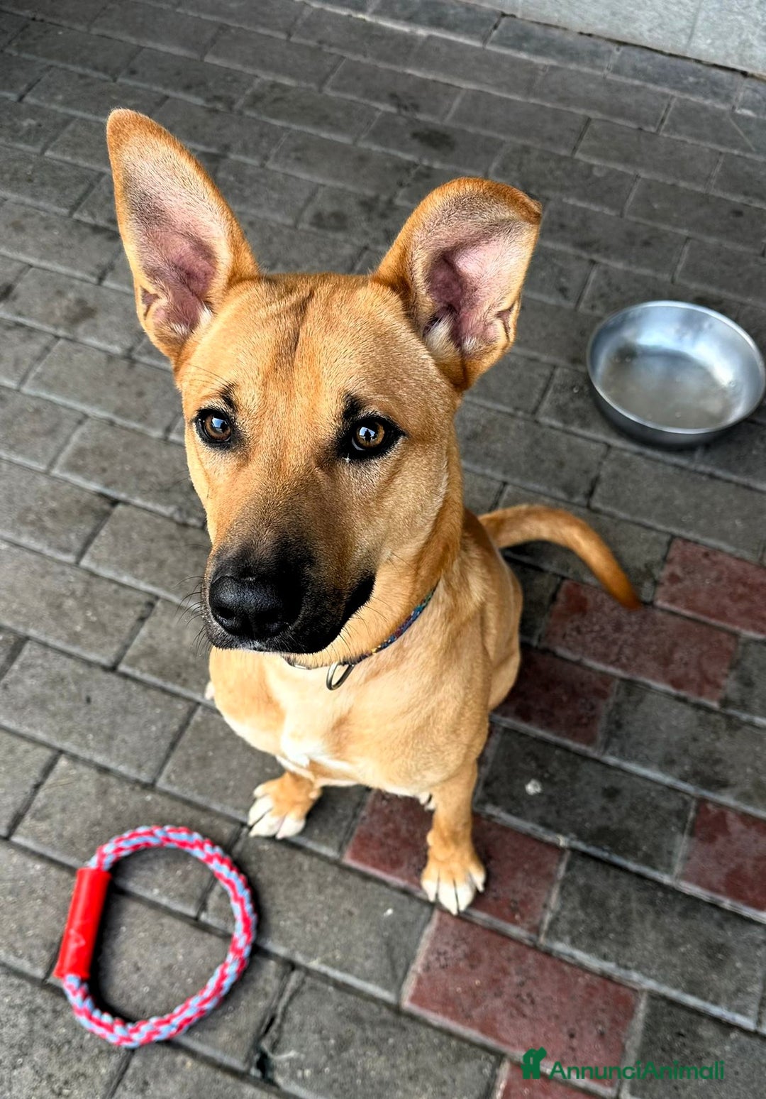 Meticcio cani in regalo: SIMBA LUPETTO - Annuncio 7