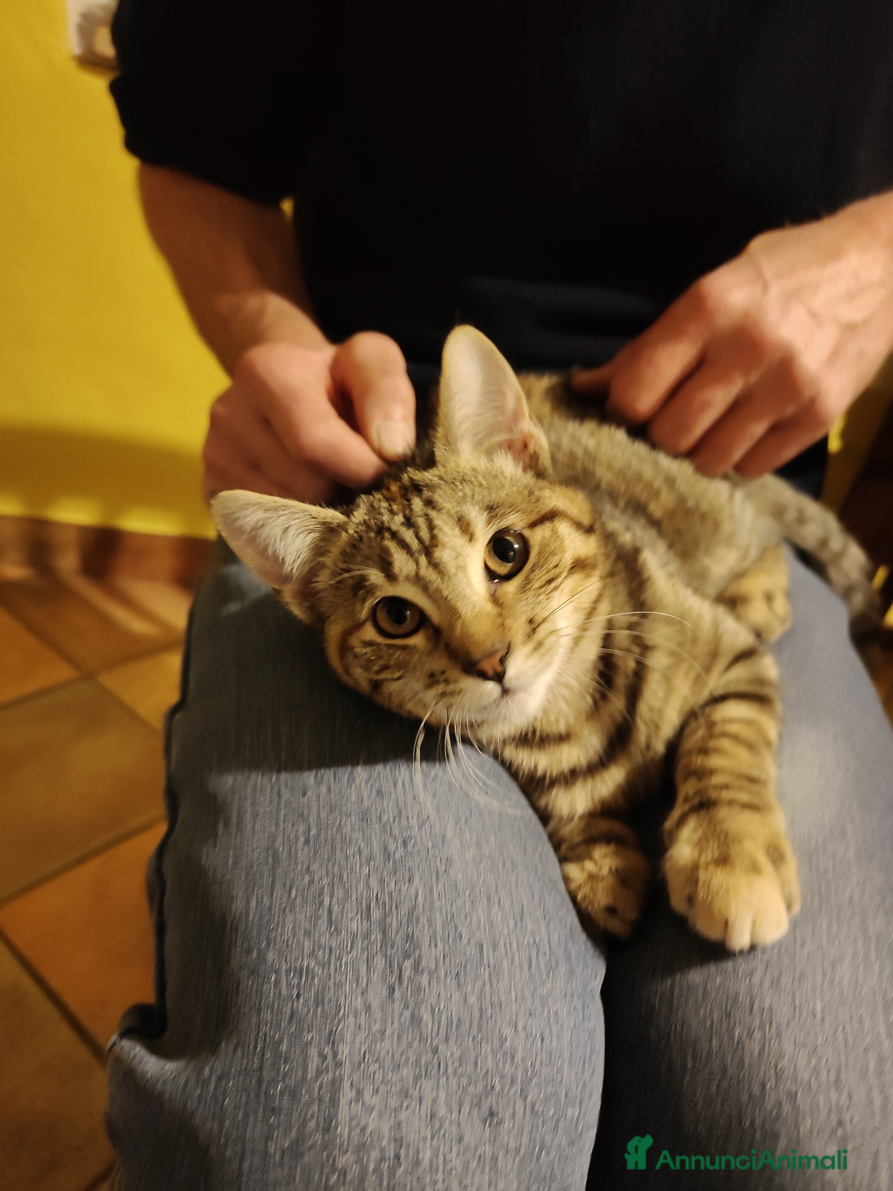 Meticcio gatti Micia affettuosa cerca casa - Annuncio 12