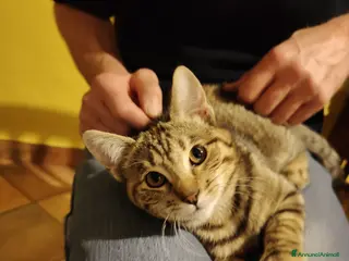 Meticcio gatti Micia affettuosa cerca casa - Annuncio 12