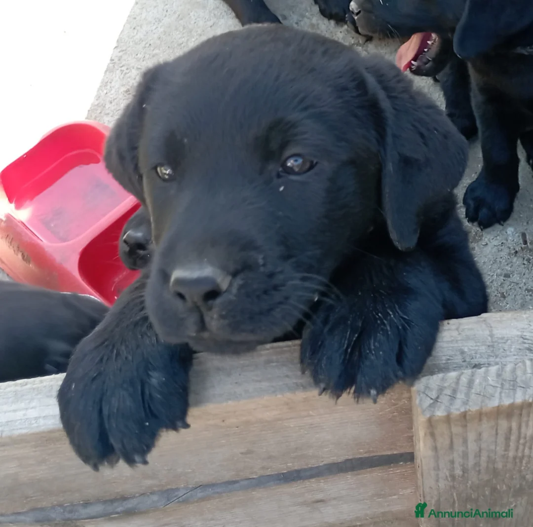 Labrador cani in vendita: Cuccioli di Labrador Retriever neri - Annuncio 2