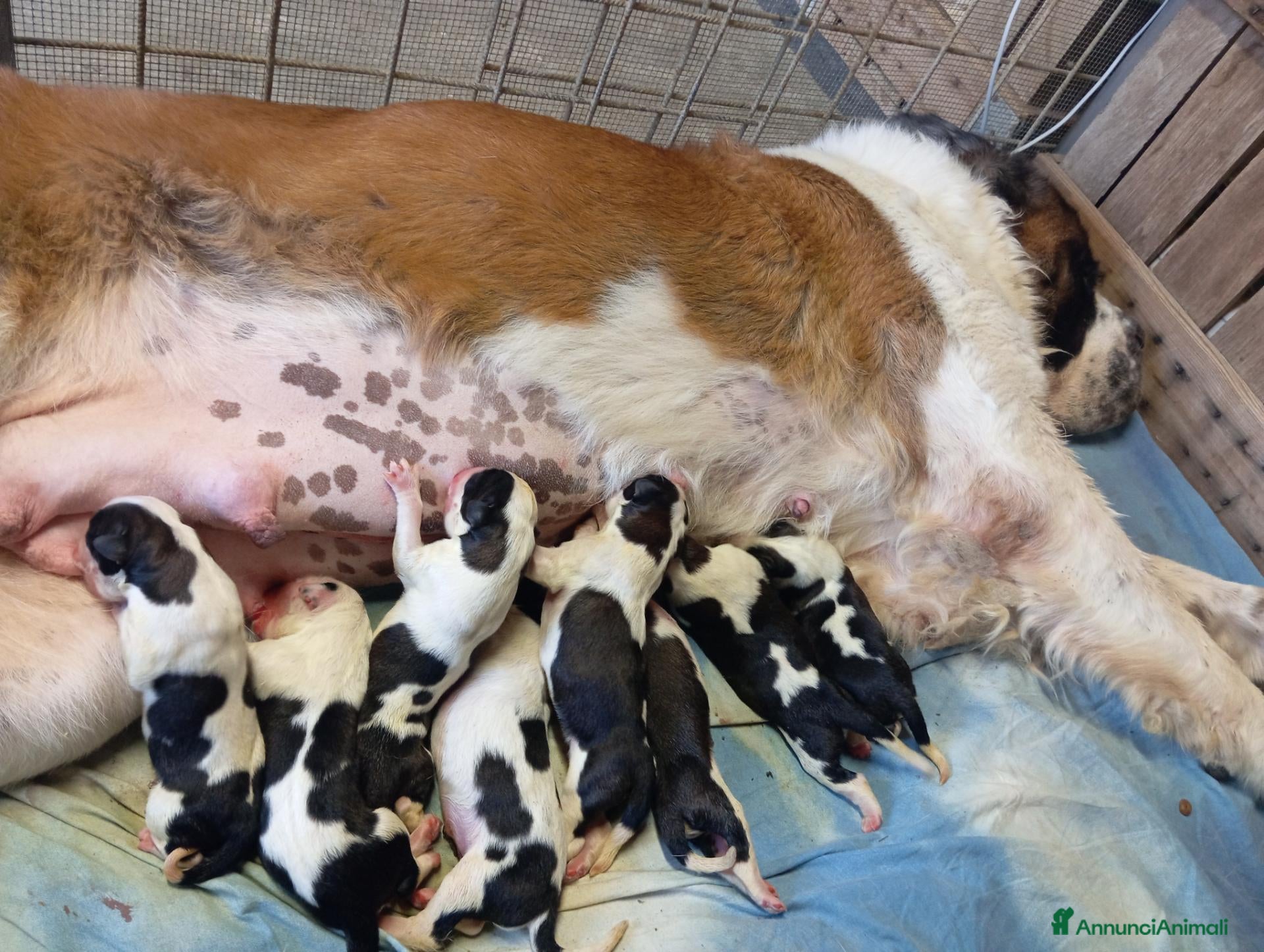 San Bernardo cani in vendita: Cuccioli di san Bernardo  - Annuncio 8