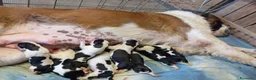 San Bernardo cani in vendita: Cuccioli di san Bernardo  a Provincia di Cuneo - Annuncio 1