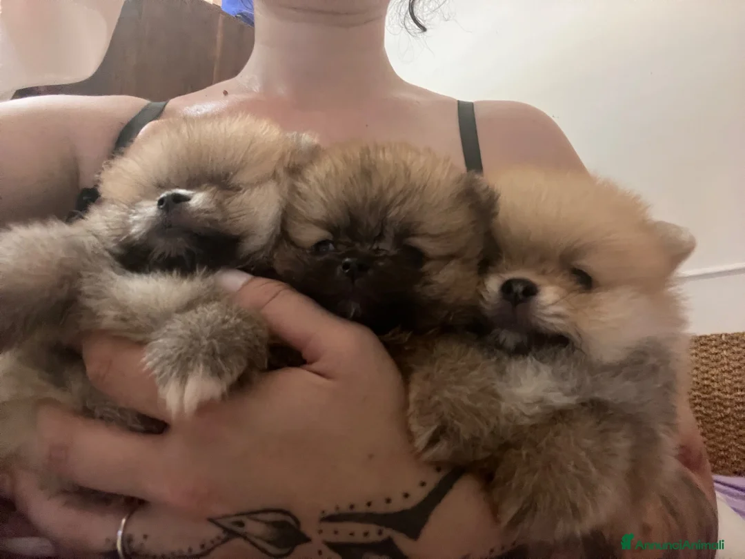 Volpino Pomerania cani in vendita: Cuccioli di Pomerania  - Annuncio 1