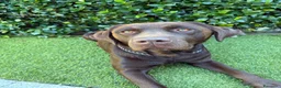 Labrador cani per accoppiamento: Disponibile per monta - Labrador Retriver  a Provincia di Como - Annuncio 8