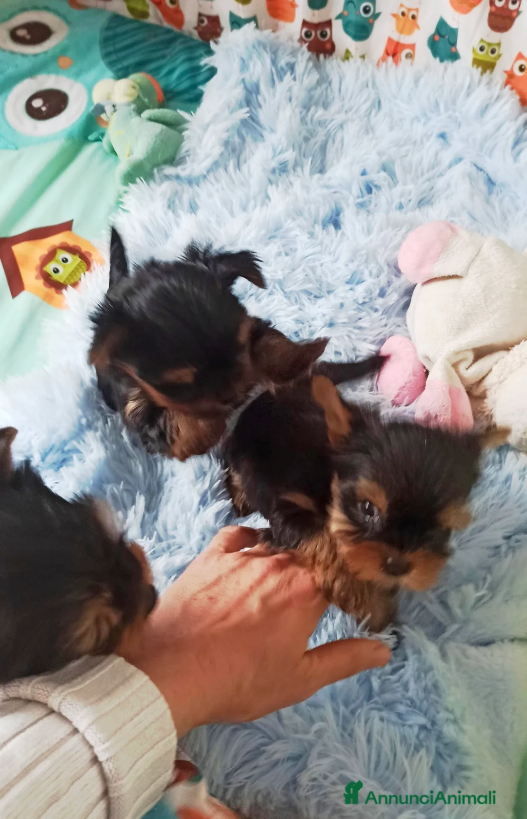 Yorkshire cani in vendita: Yorkshire terrier toy  - Annuncio 6