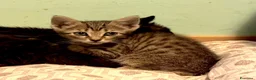 Europeo gatti in regalo: Gattina 2 mesi  - Annuncio 2