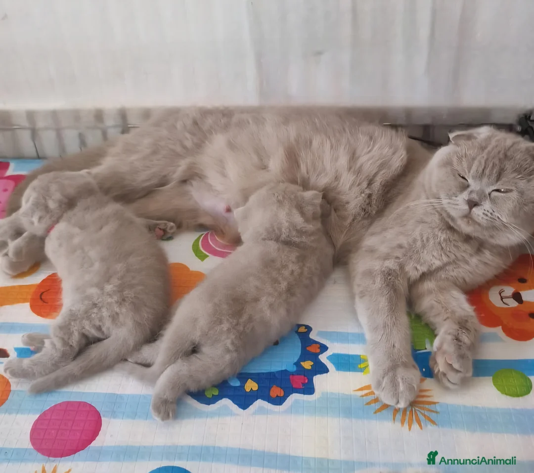 Scottish gatti in vendita: Scottish Fold e Straight  - Annuncio 10