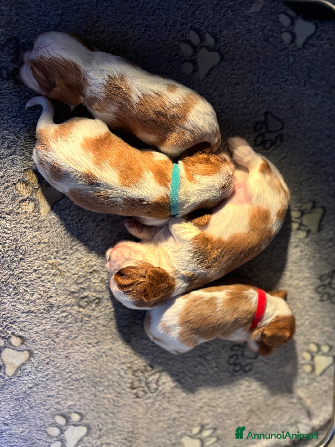 Cavalier King cani in vendita: Cuccioli di Cavalier King nati in casa ❤️ - Annuncio 3