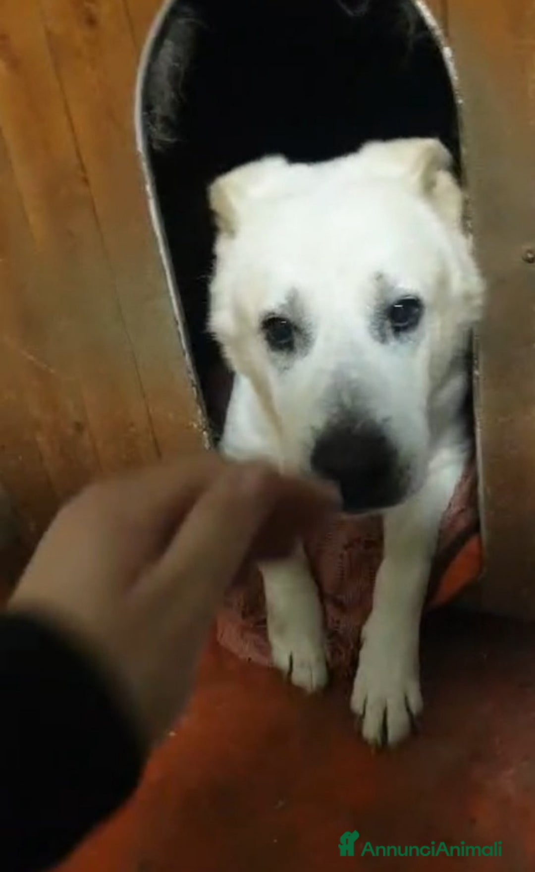 Meticcio cani in regalo: Biancone 8anni kg30 UNA VITA SOFFERTA!! LECCO HELP a Città metropolitana di Milano - Annuncio 3