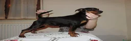 Pinscher Miniatura cani in vendita: Pinscher nano  - Annuncio 35