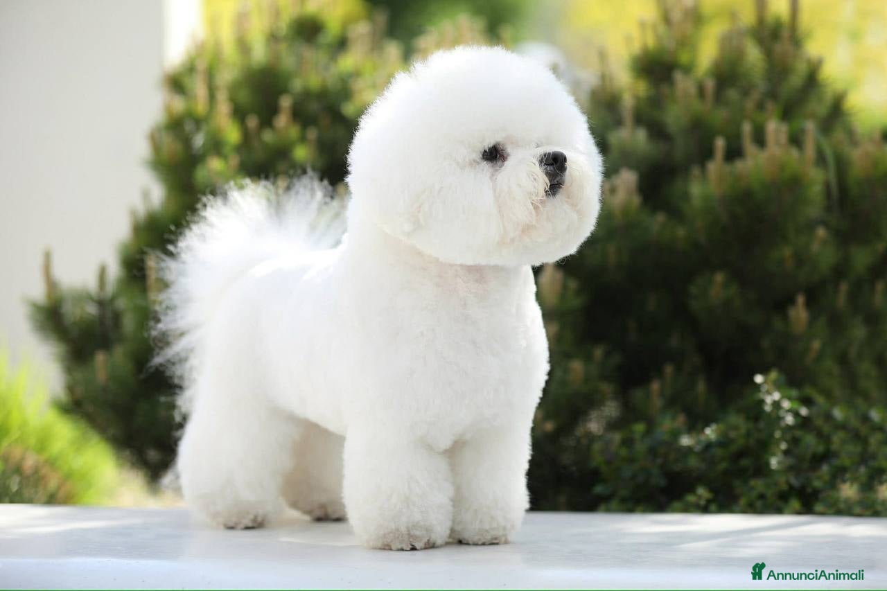 Bruce My Love Black Angel