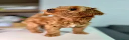 Maltipoo cani in vendita: Cuccioli di Maltipoo F1B a Città metropolitana di Milano - Annuncio 17