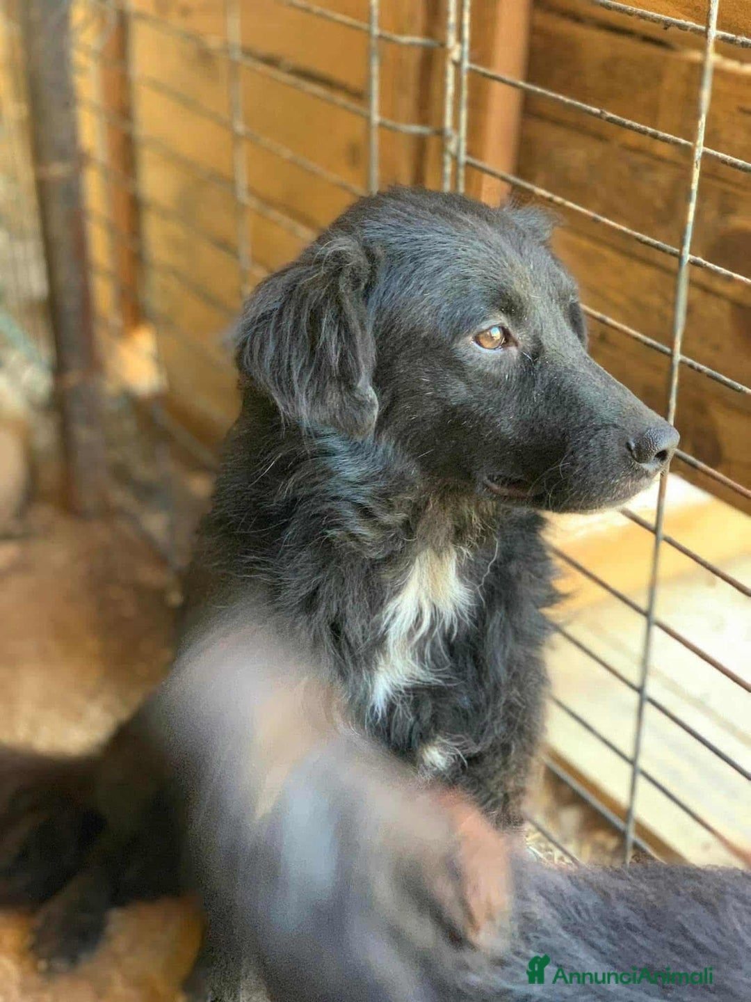 Meticcio cani in regalo: CHEOPE e ISIDE, mamma e figlia INVISIBILI! - Annuncio 5