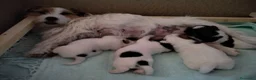 Jack Russell cani in vendita: Cuccioli Jack Russell  - Annuncio 5