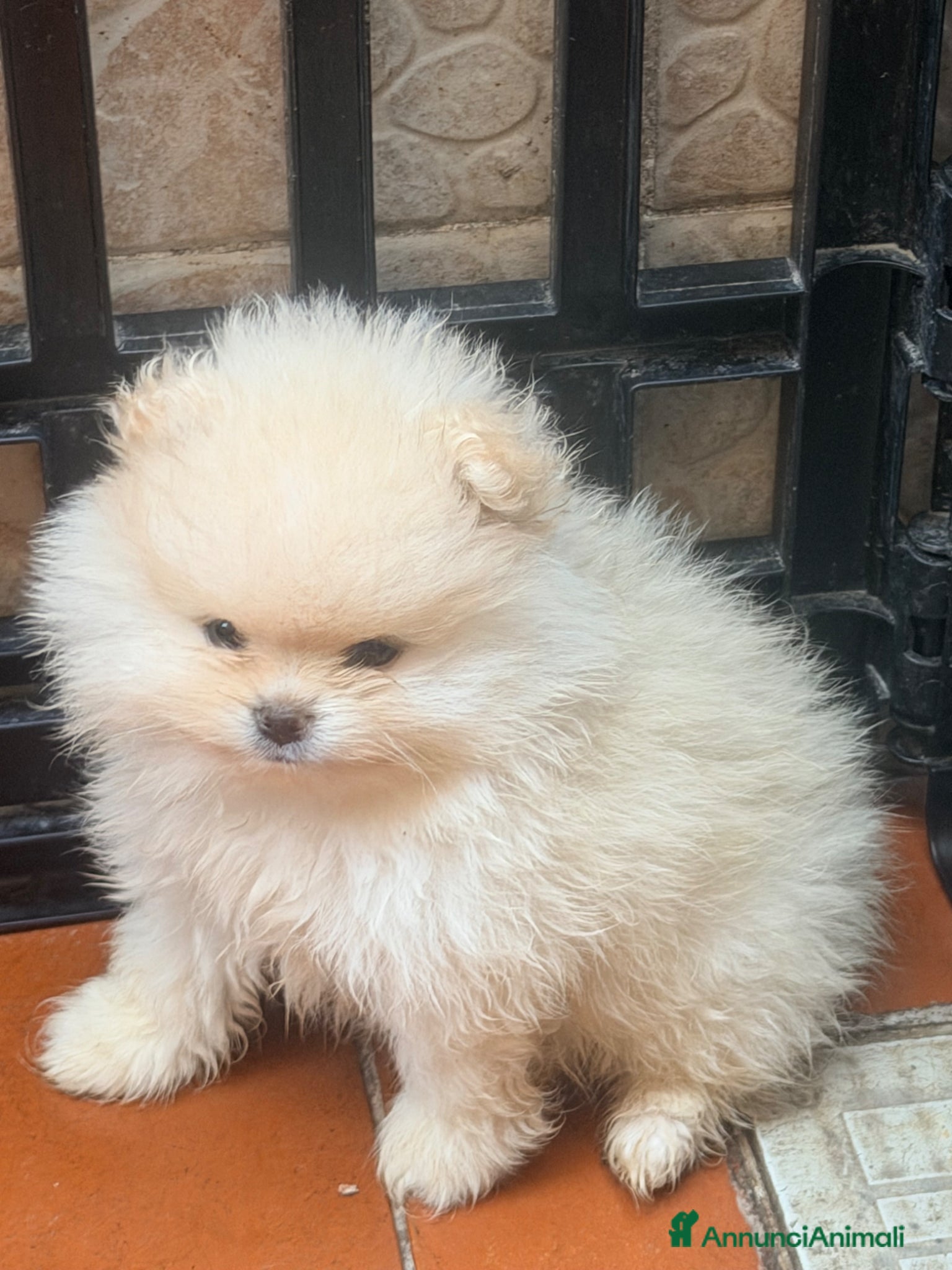 Spitz cani Cuccioli di spitz Pomerania  - Annuncio 1
