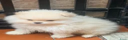 Spitz cani in vendita: Cuccioli di spitz Pomerania  - Annuncio 1