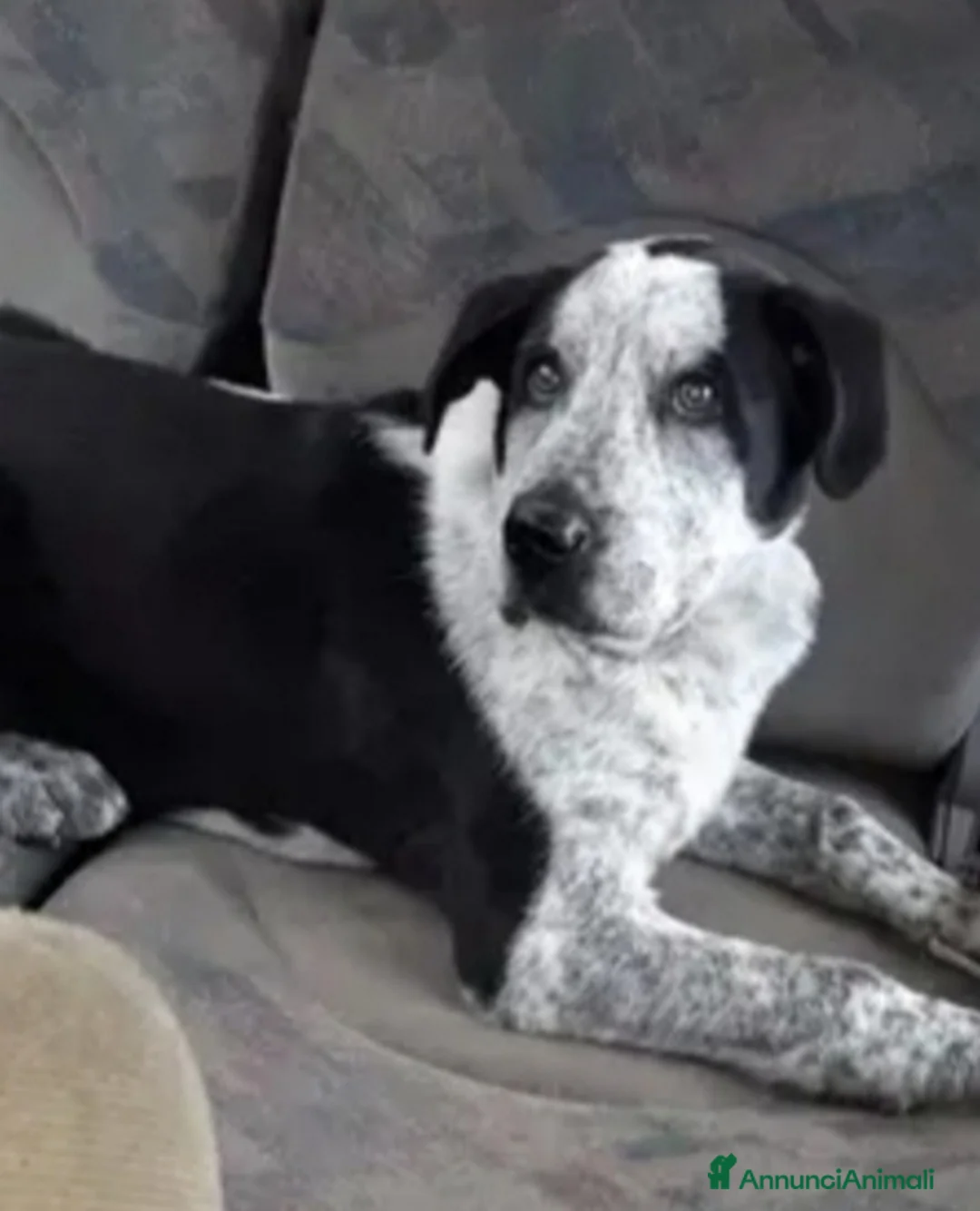 Meticcio cani in regalo: Chris 2/3anni salvato in montagna 1anno fa.ROMA a Città metropolitana di Milano - Annuncio 1