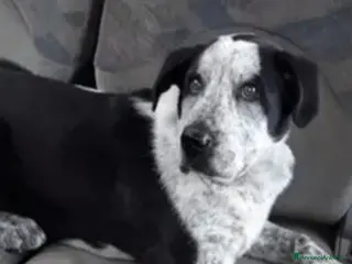 Meticcio cani Chris 2/3anni salvato in montagna 1anno fa.ROMA a Città metropolitana di Milano - Annuncio 2