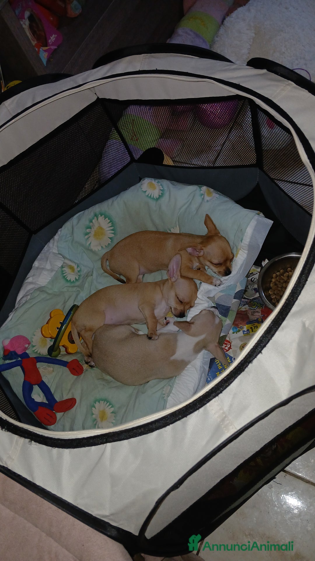 Chihuahua cani in vendita: Cuccioli di chihuahua deliziosi a Città metropolitana di Roma Capitale - Immagine 2