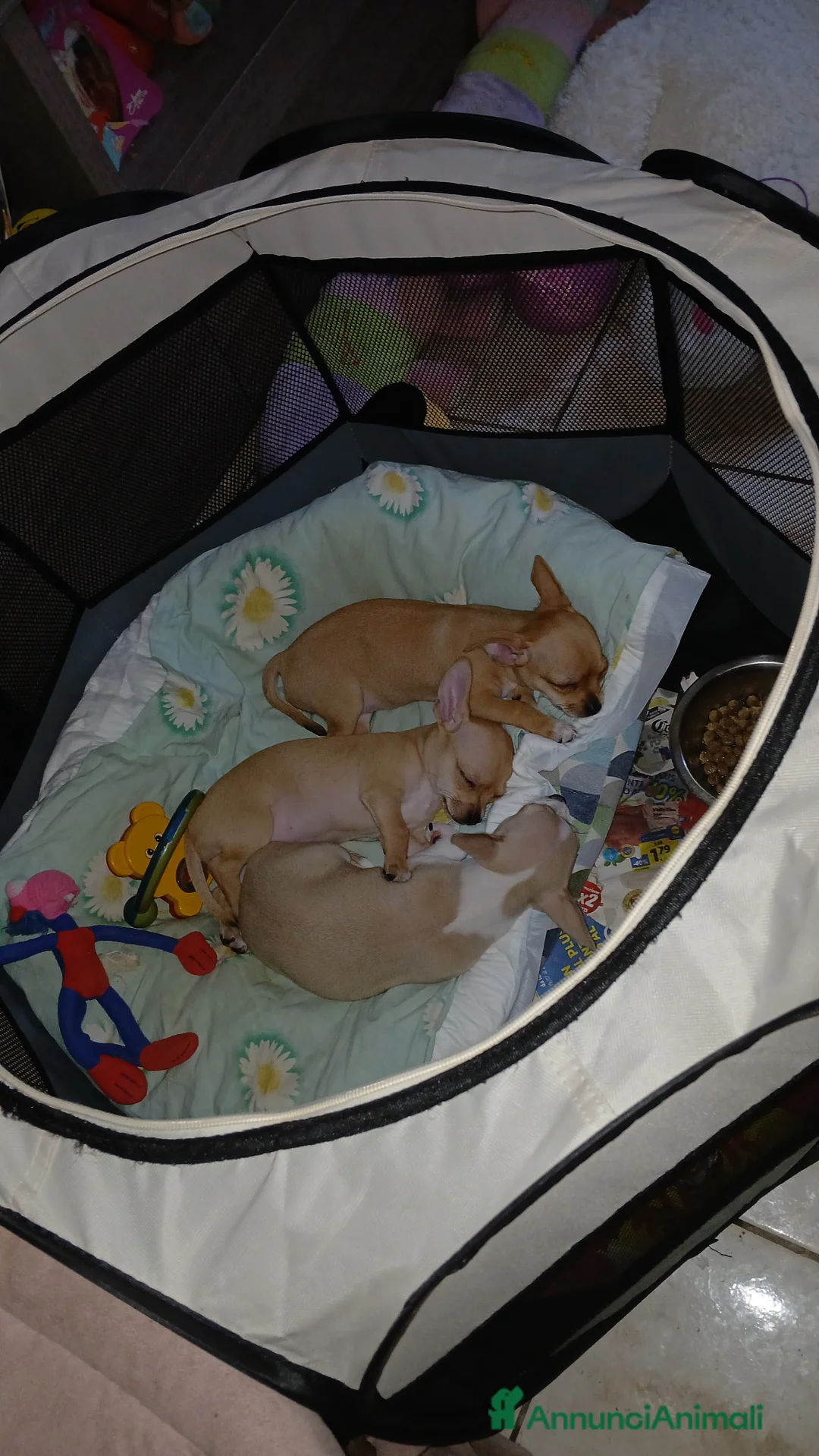 Chihuahua cani in vendita: Cuccioli di chihuahua deliziosi a Città metropolitana di Roma Capitale - Annuncio 2