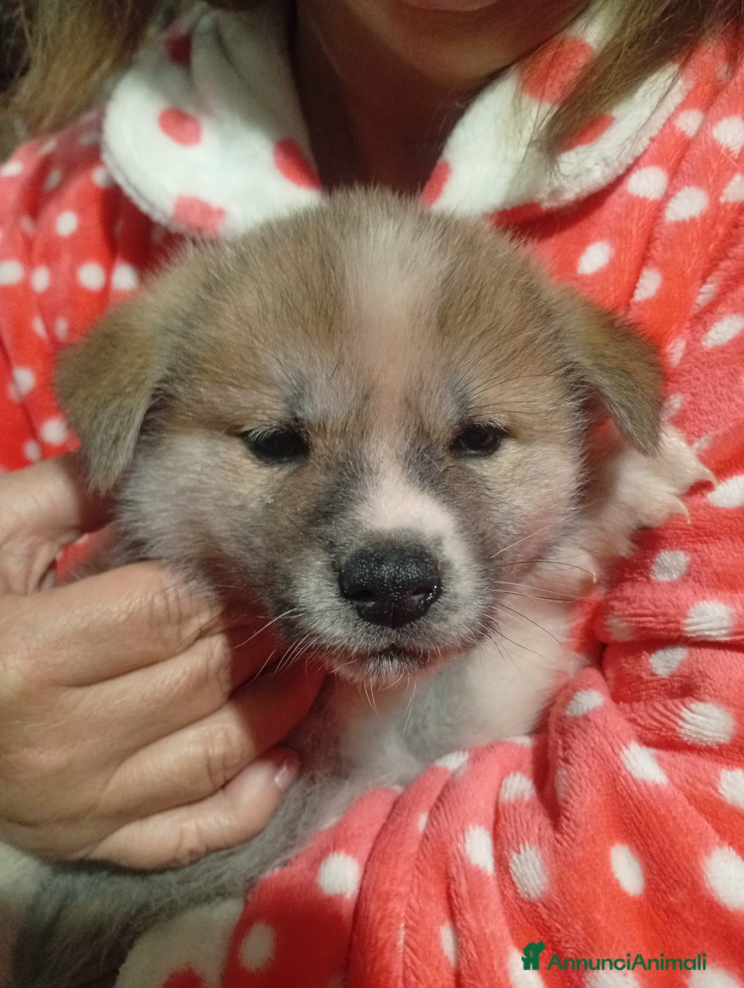 Akita Inu cani in vendita: vendesi cucciola di Akita inu - Annuncio 3