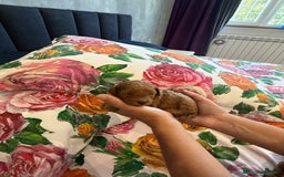 Barboncino cani in vendita: Barboncini nanetti 🐩🐩🐩 - Immagine 30