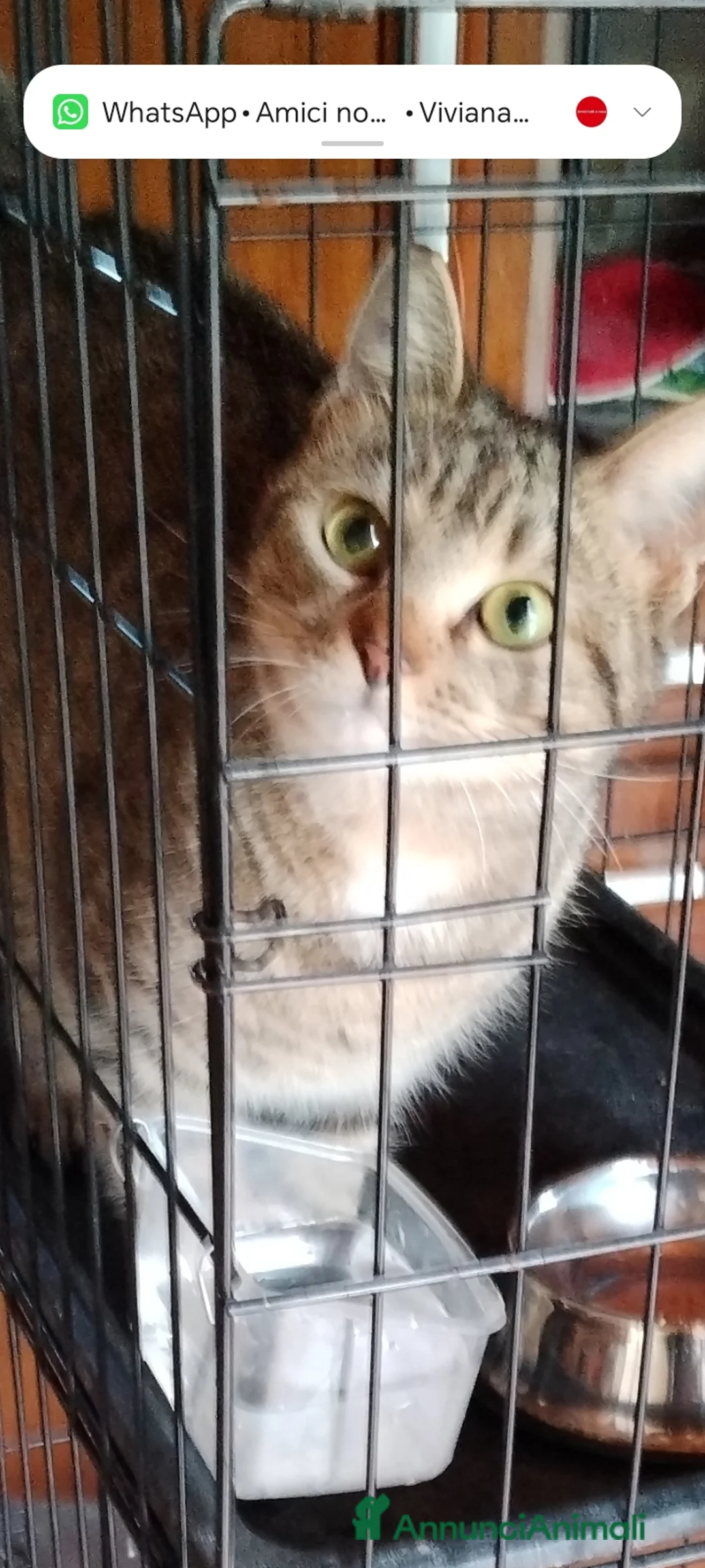 Europeo gatti in regalo: Adottate Virginia, elemosina coccole a Città metropolitana di Milano - Annuncio 9