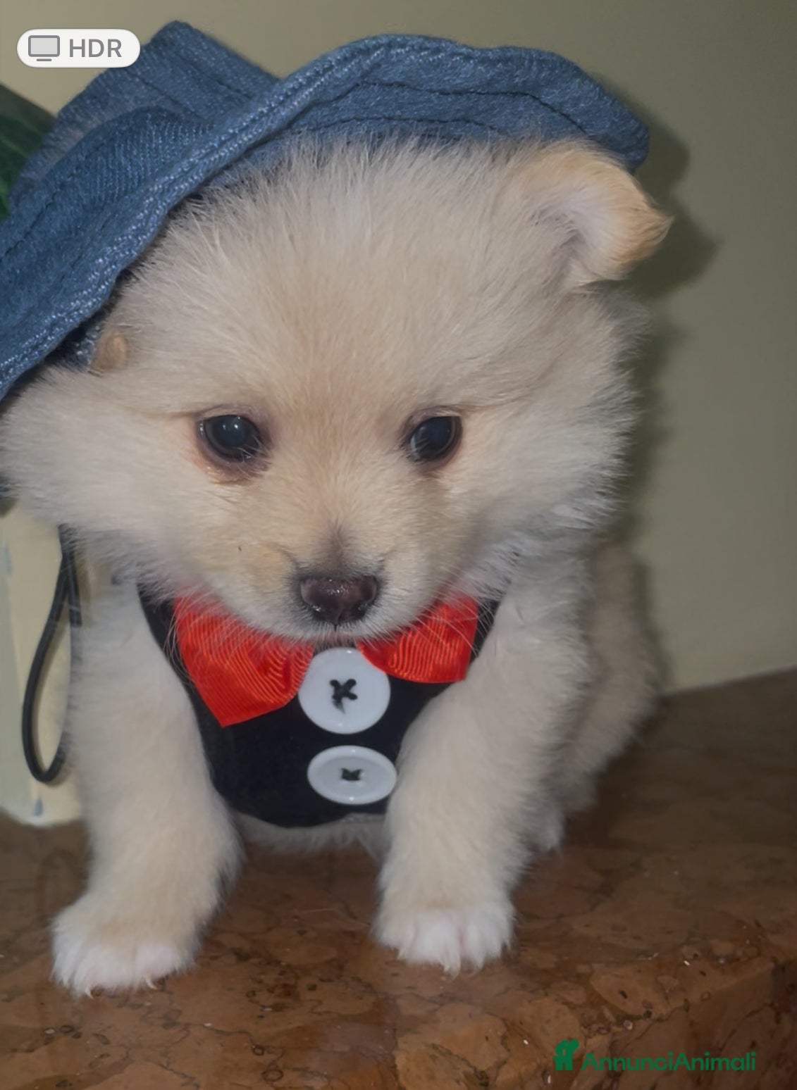 Volpino Pomerania cani Volpino Spitz tedesco nano - Annuncio 11